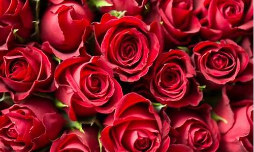 红色玫瑰花代表什么意思_粉色玫瑰花代表什么意思