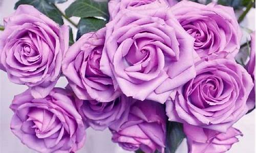 紫玫瑰花语_紫玫瑰花语是什么意思