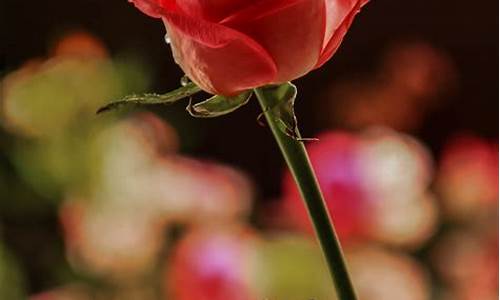 红玫瑰真正的花语_红玫瑰真正的花语和寓意