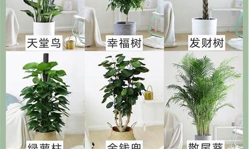 客厅适合养的18种植物_客厅适合养的18种植物及图片