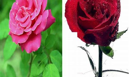 月季和玫瑰的对照图片_玫瑰花其实是月季