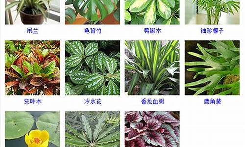 25种常见的观叶植物_25种常见的观叶植物图片