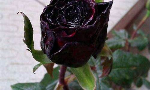 黑玫瑰价格多少钱一朵_黑玫瑰价格多少钱一朵图片