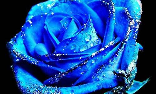 蓝色妖姬的花语是啥_蓝色妖姬的花语是啥祈祷 祈福
