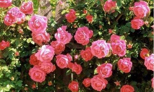 蔷薇花的养殖方法和注意事项_爬墙蔷薇花的养殖方法和注意事项