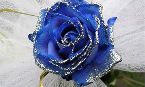 蓝色玫瑰花语_蓝色玫瑰花语代表什么