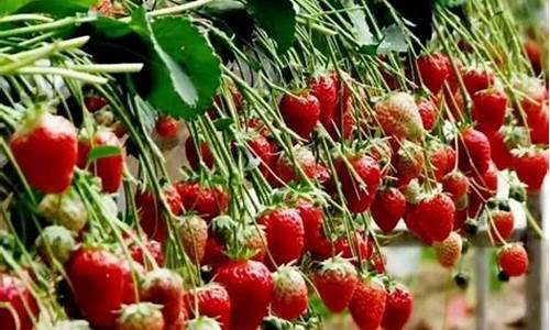 草莓怎样种植_草莓怎样种植才能多结果