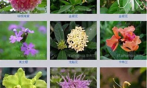 200种花卉名称大全图片_200种花卉名称大全图片三角梅