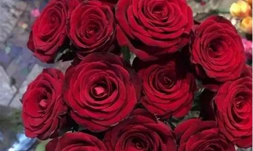 最漂亮的红玫瑰花图片_最漂亮的红玫瑰花图片真实