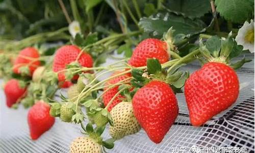 露天草莓种植时间和方法