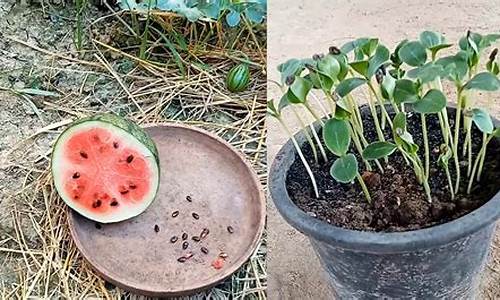 西瓜种子催芽方法五种方法_西瓜种子催芽方法五种方法图片