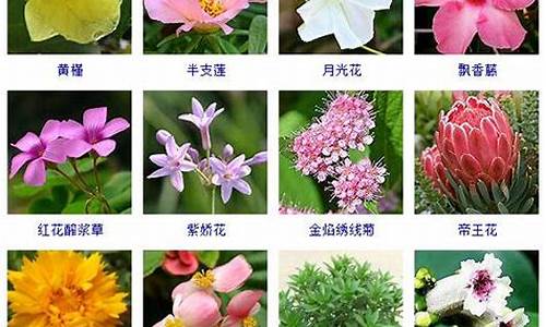 花品种图片及名称_粉色长寿花品种图片及名称